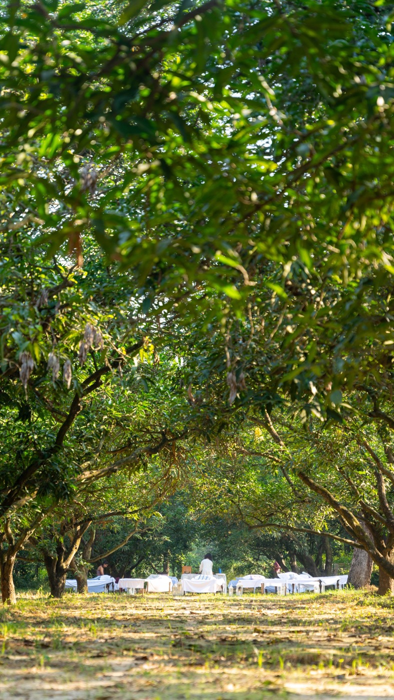 Bikram Bagh — through the mango trees
